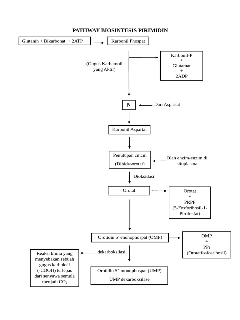 PATHWAY BIOSINTESIS …