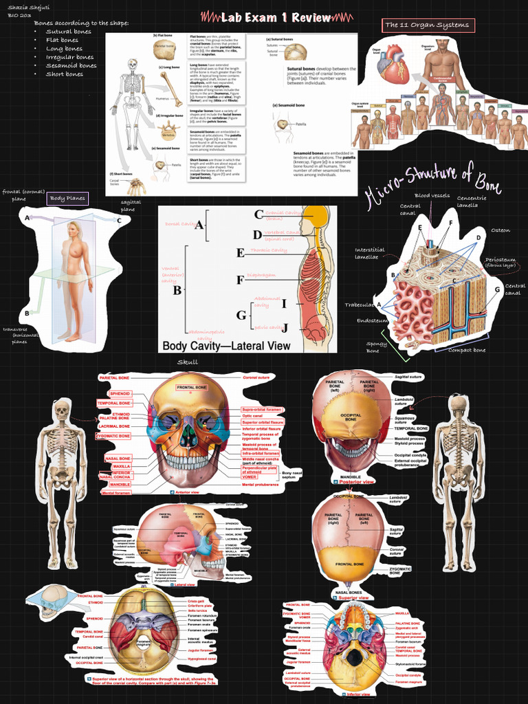 BIO 203 Lab Exam 1 Study Guide | PDF | Vertebral Column | Bone
