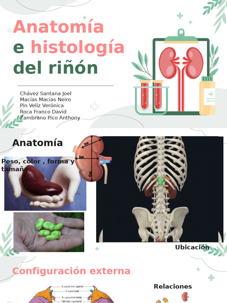 1D. ANATOMÍA DEL RIÑON | PDF