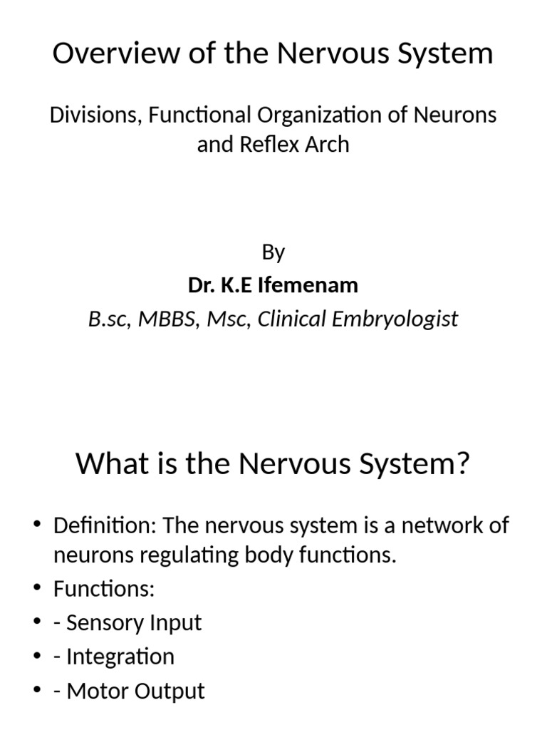 Overview of The Nervous System With Divisions, Functional Organization ...