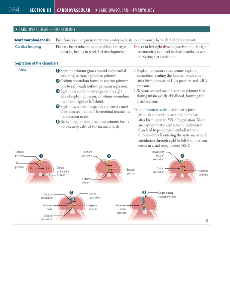 Heart Development and Embryology Insights | PDF | Atrium (Heart) | Aorta