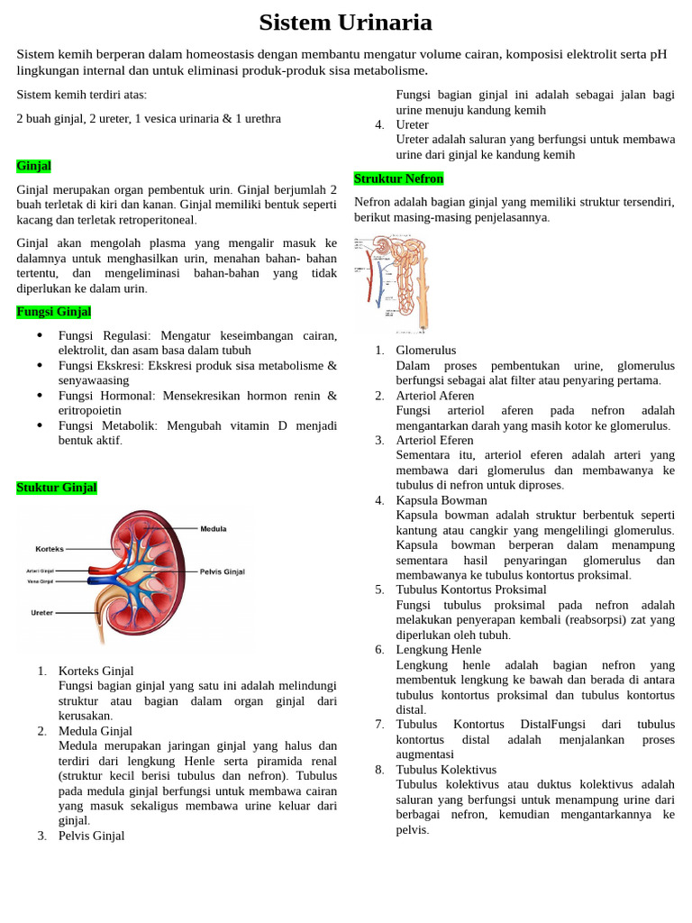 Fungsi dan Struktur Tubulus Kolektivus | PDF