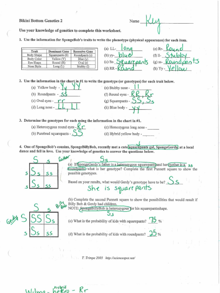 Sponge Bob Punnett Squares Answer Key | PDF