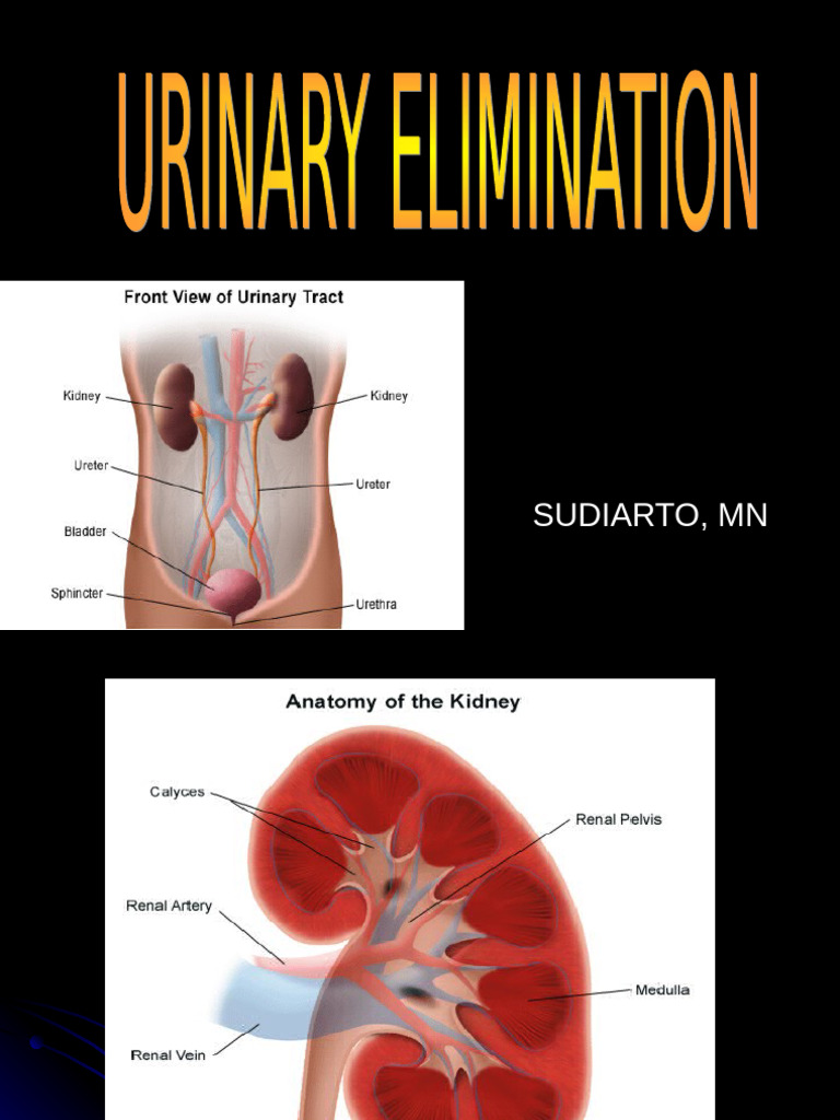 Urinary System Physiology Explained | PDF | Kidney | Angiotensin
