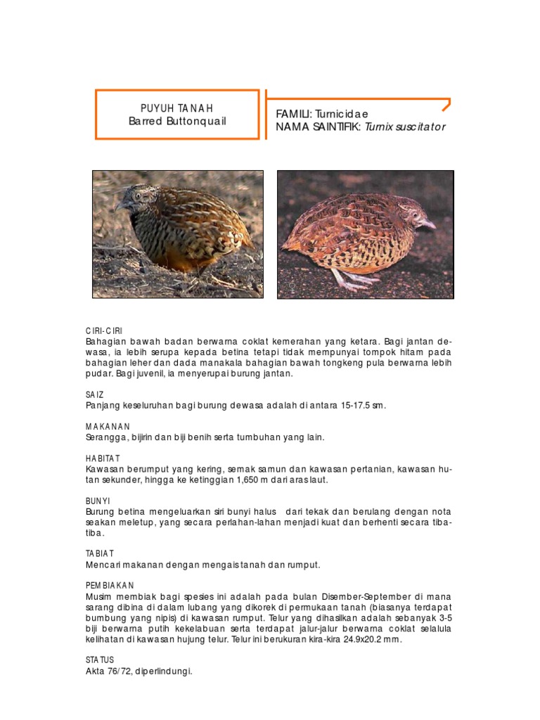 Barred Button Quail Dee