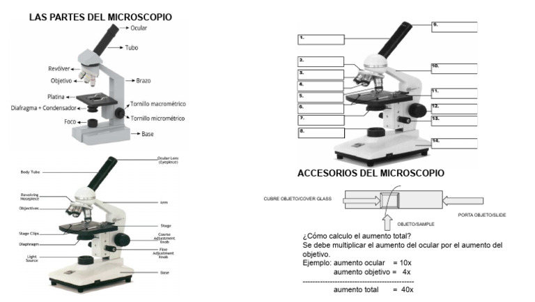 Partes Del Microscopio Con Accesorios | PDF