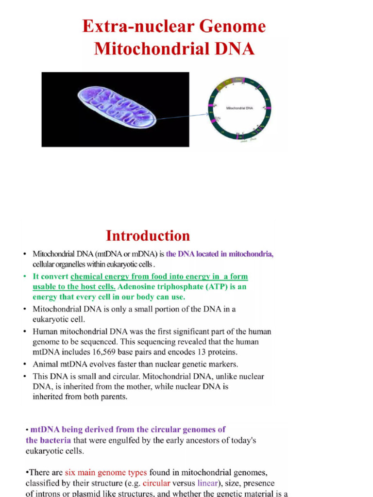 Mitochondrial Dna | PDF