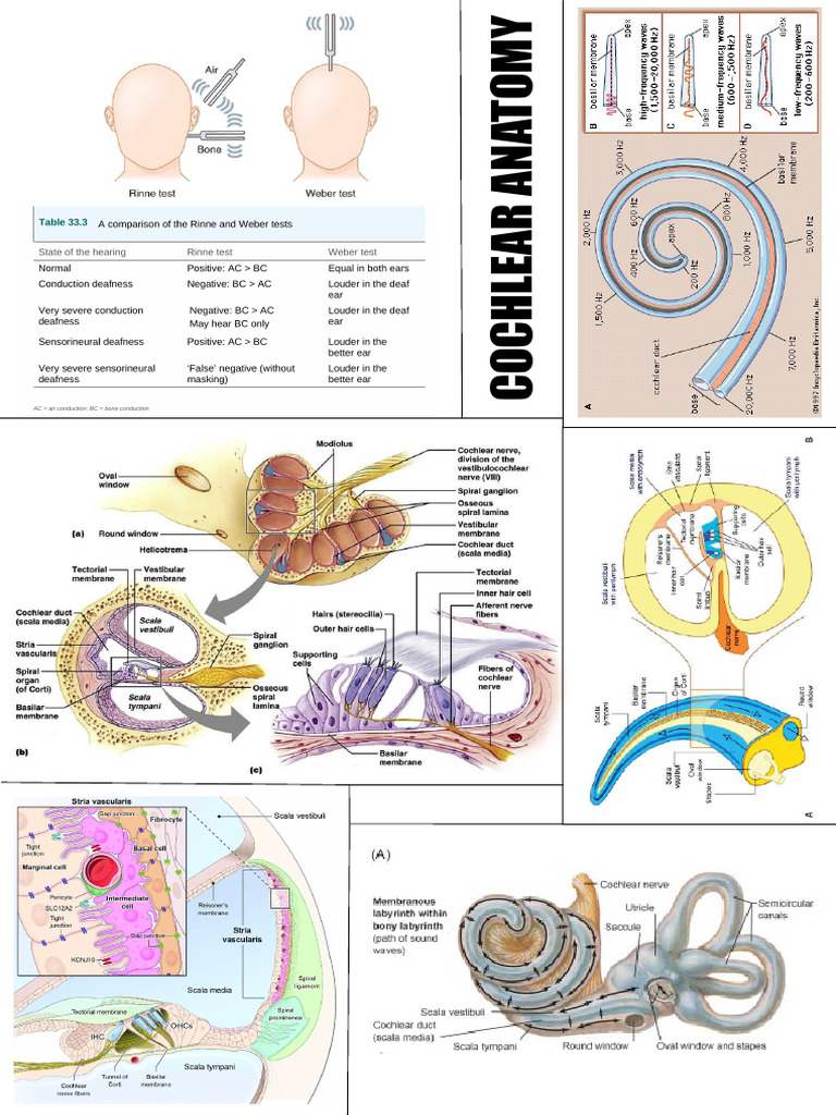 Understanding Cochlear Anatomy | PDF