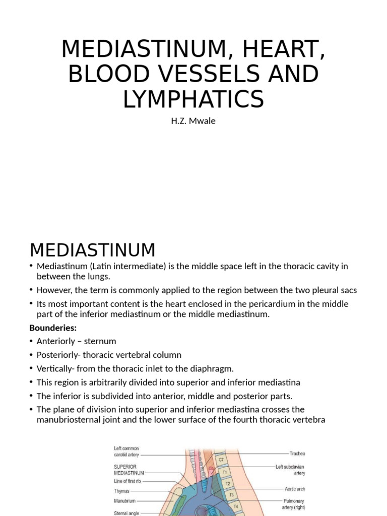 Mediastinum and Heart Anatomy Overview | PDF | Coronary Circulation ...