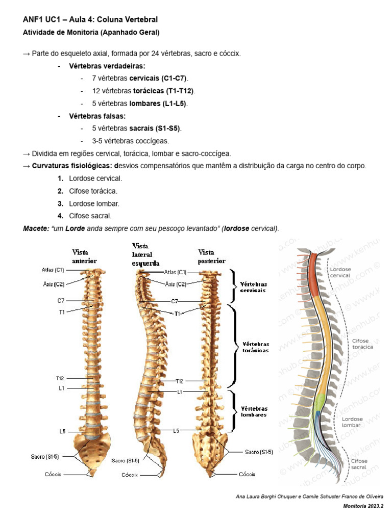 Anatomia da Coluna Vertebral | PDF | Vértebra | Coluna vertebral