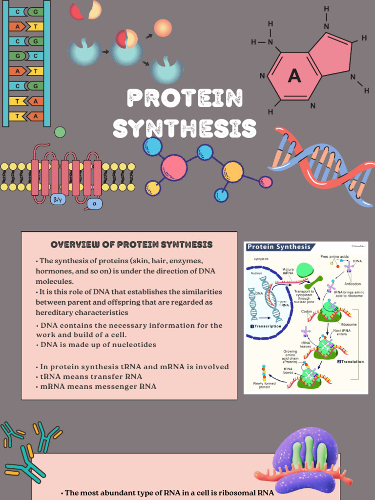 Understanding Protein Synthesis Process | PDF | Rna | Dna