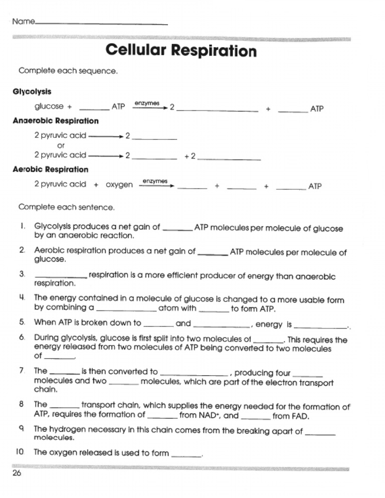 Cellular Respiration | PDF