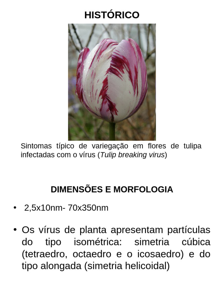 Variegação em Tulipas Infectadas por Vírus | PDF | Vírus | Virologia