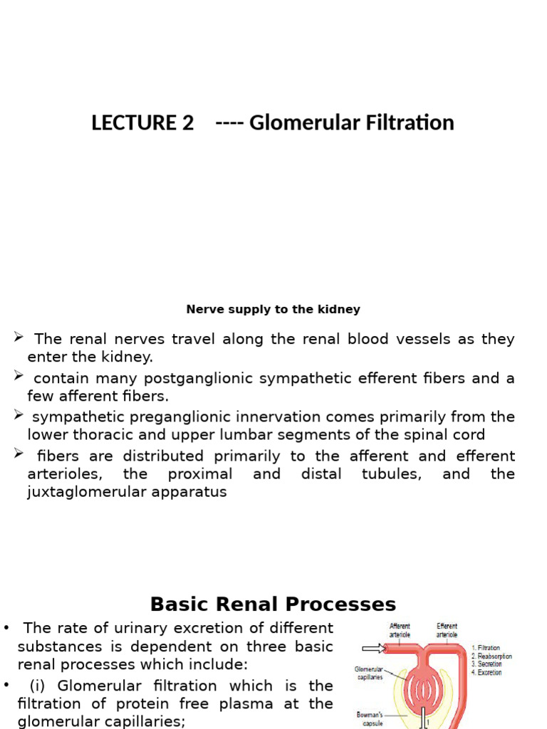 Kidney Function: Glomerular Filtration Explained | PDF | Kidney