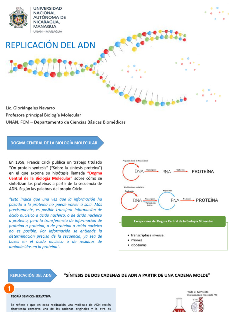 07.replicación Del ADN | PDF | Adn | Telómero