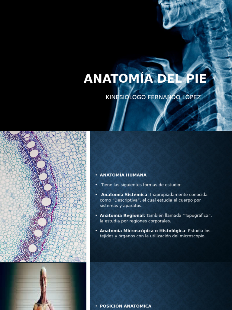Anatomía del Pie y Estructura Ósea | PDF | Hueso | Sistema ...