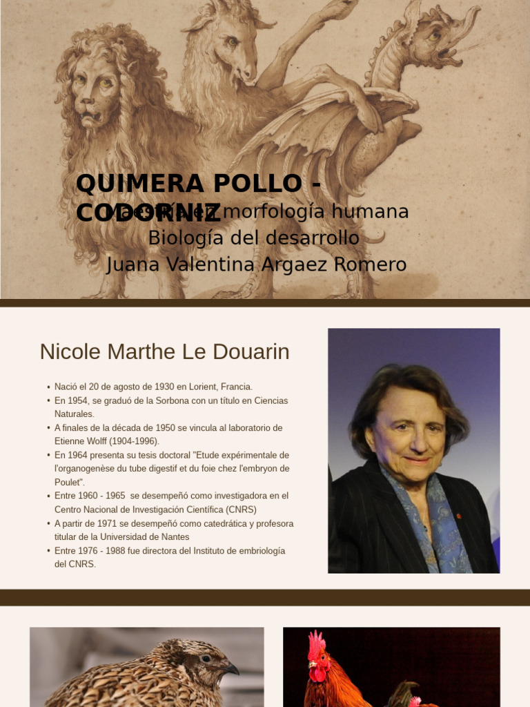 Quimeras Pollo-Codorniz en Embriología | PDF | Transplante de organo ...