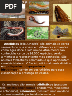 Características e Classificação dos Anelídeos | PDF | Biologia | Zoologia