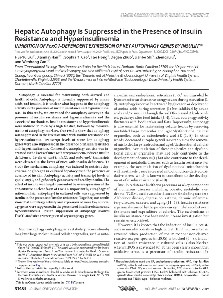 Insulin Resistance Suppresses Hepatic Autophagy | PDF | Autophagy | Insulin