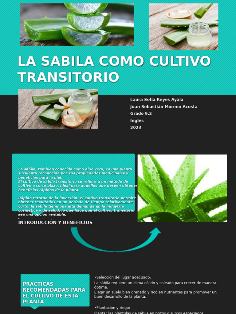 Cultivo Transitorio de Sábila: Guía Práctica | PDF