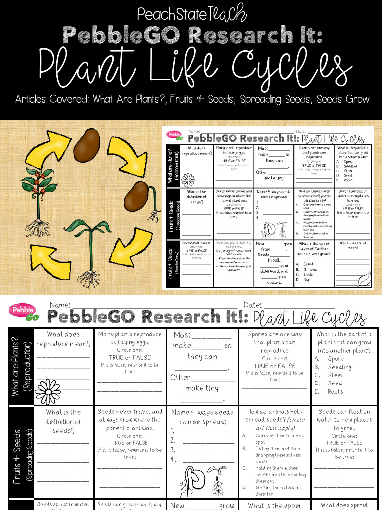 Plant Life Cycle Activities | PDF | Seed | Plants