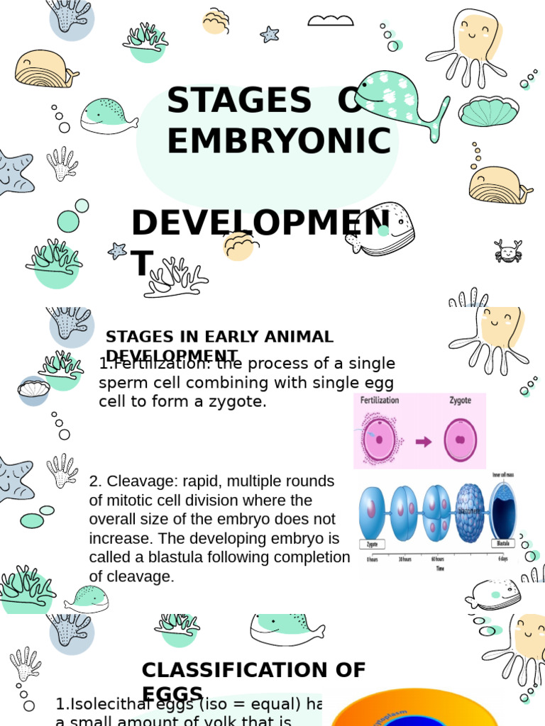 Stages of Embryonic Development | PDF | Embryo | Egg