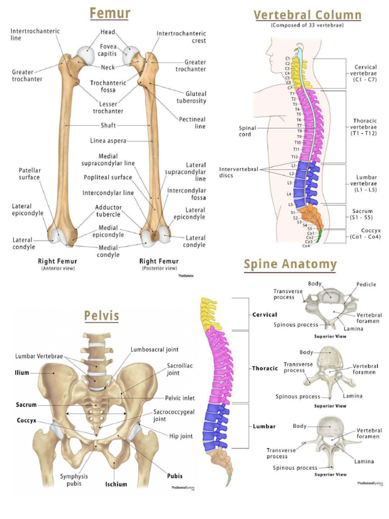 Lower Limbs | PDF