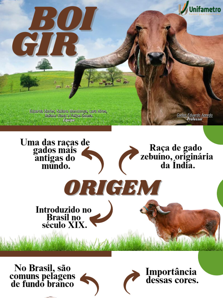 Boi Gir: Características e Aptidões | PDF