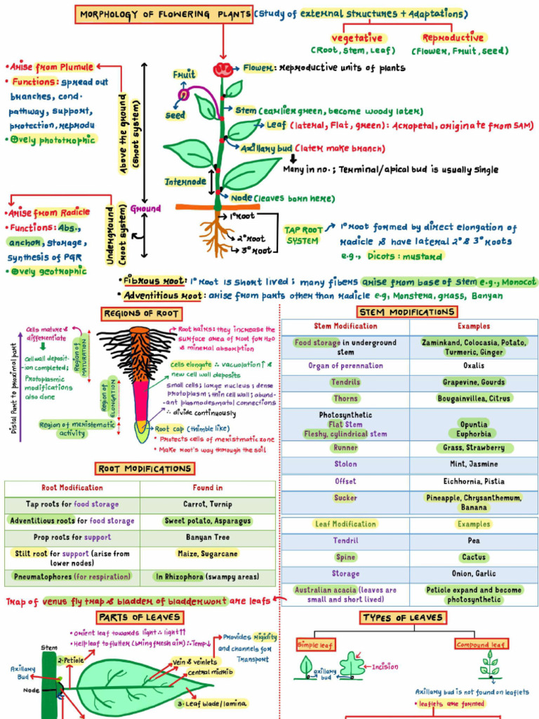 MORPHOLOGY OF FLOWERING PLANTS - Class Notes - NEET REVISION EXPRESS | PDF