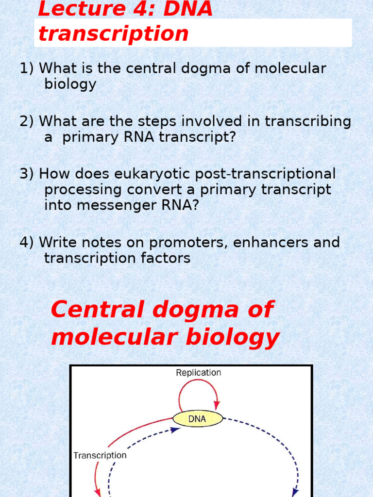 Transcription 2025 | PDF | Rna | Messenger Rna