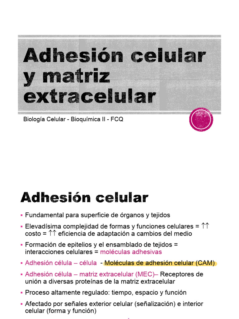 Adhesión Celular: Tipos y Funciones | PDF | Adhesión celular | Integrina