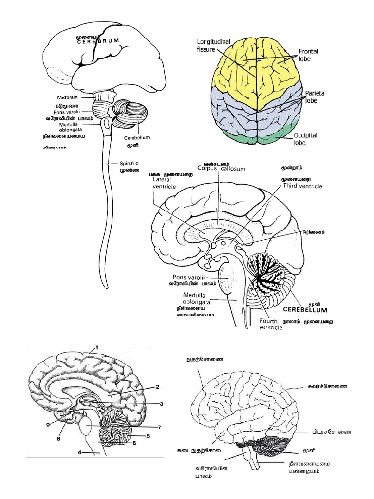 Hman Brain diagram | PDF