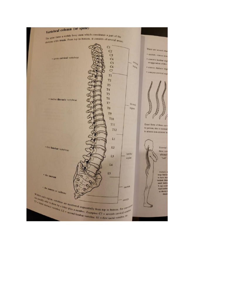 Spinal Column Description FM With Pics | PDF