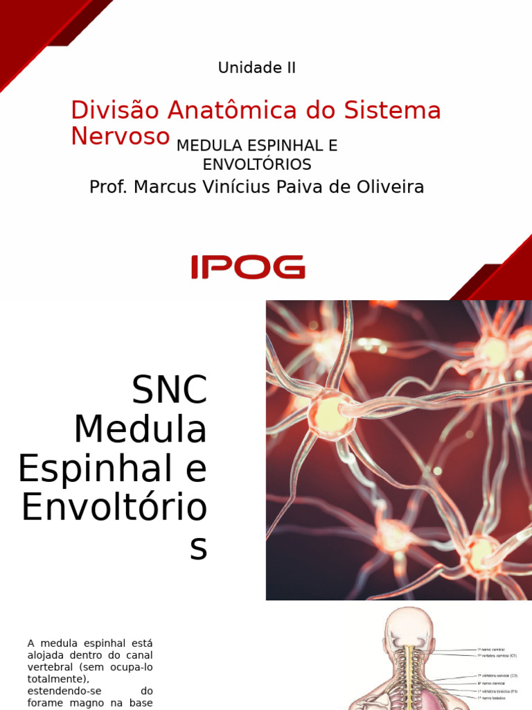 Anatomia da Medula Espinhal e Meninges | PDF | Meningite | Coluna vertebral