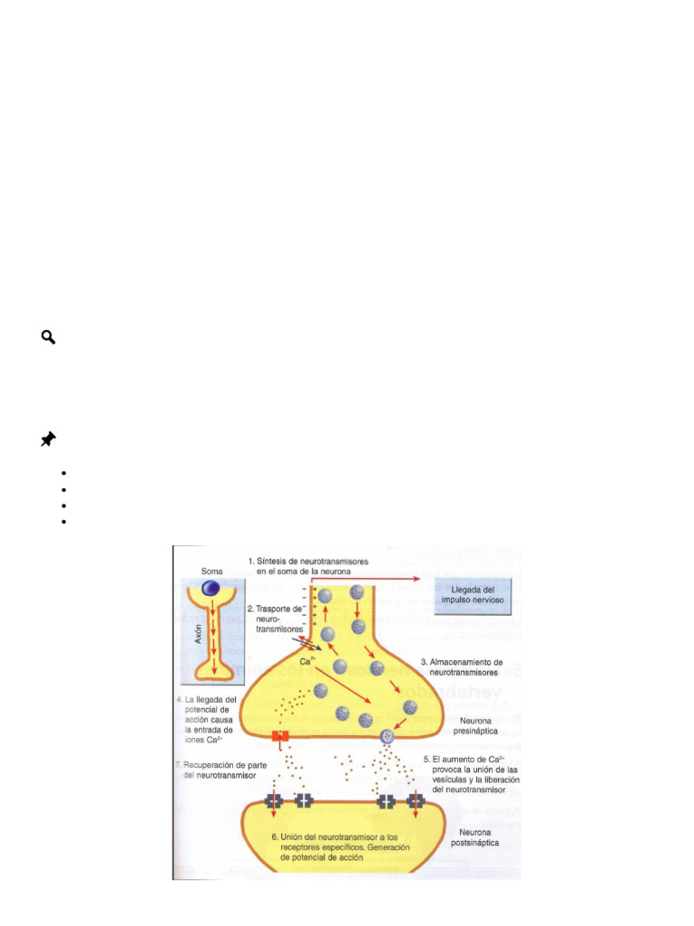 La Sinapsis | PDF