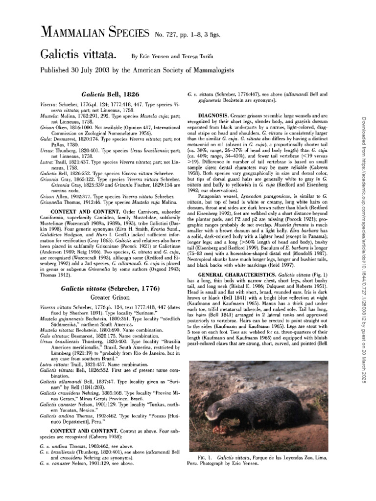 Greater Grison (Galictis vittata) Overview | PDF