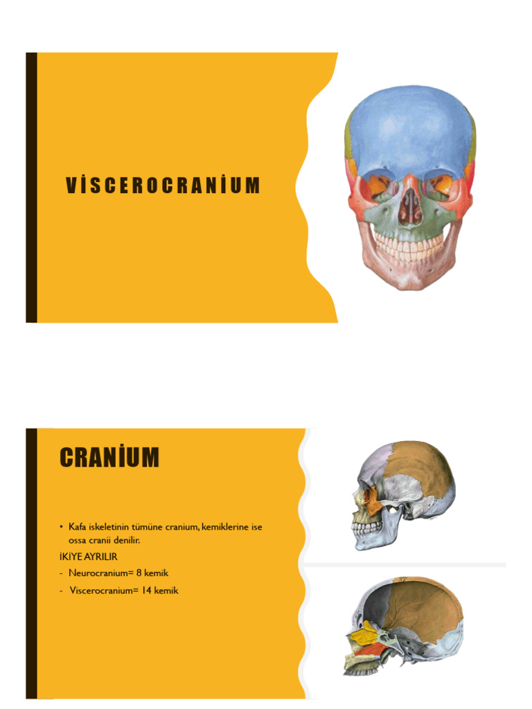 Viscerocranium 2 | PDF