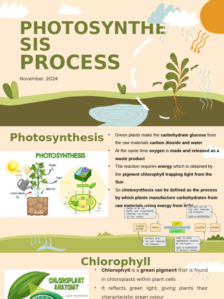 Understanding Photosynthesis Process | PDF | Photosynthesis | Leaf