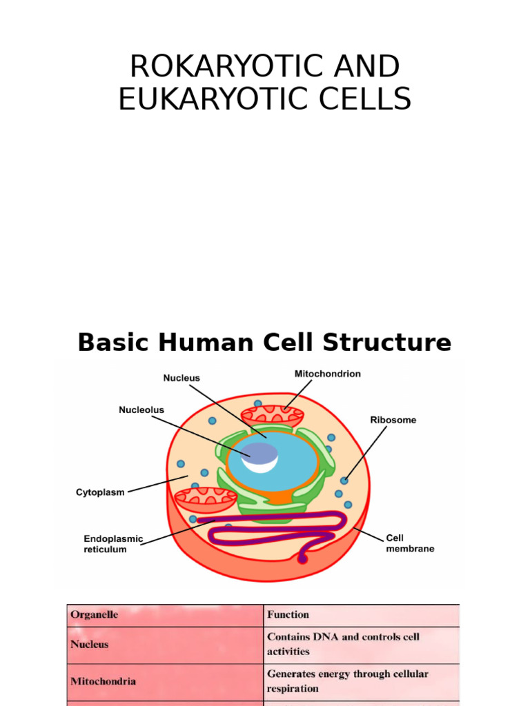 Prokaryotic vs Eukaryotic Cells Overview | PDF | Cell (Biology) | Virus