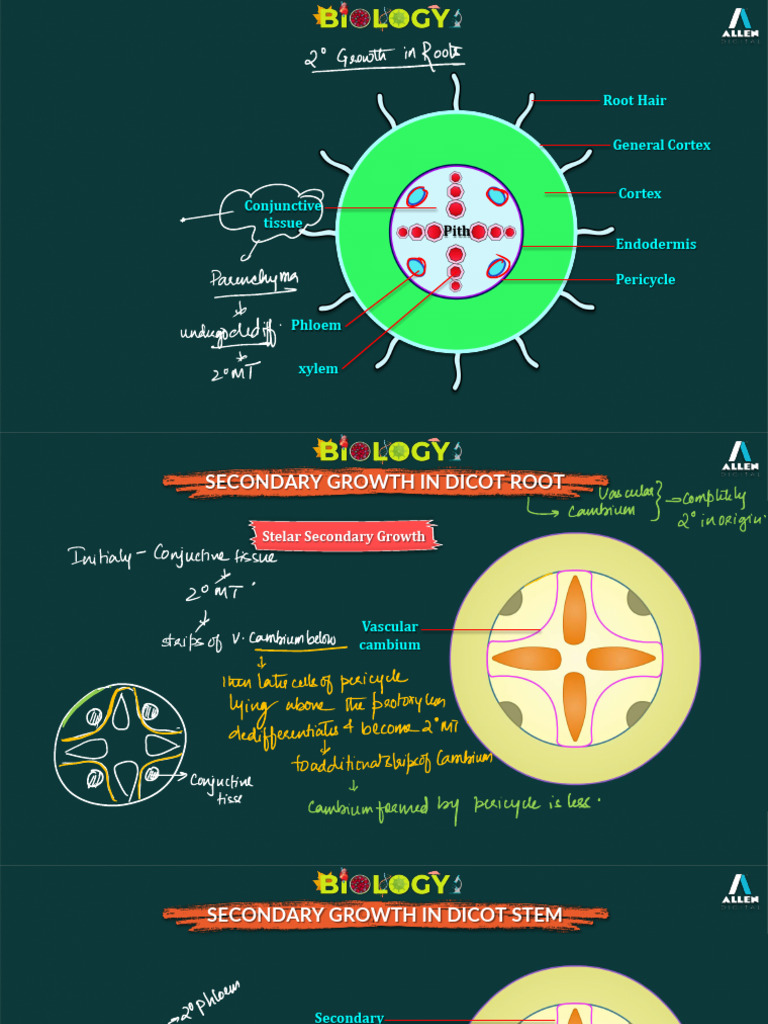 L11 Plant Anatomy Root | PDF | Plant Stem | Root
