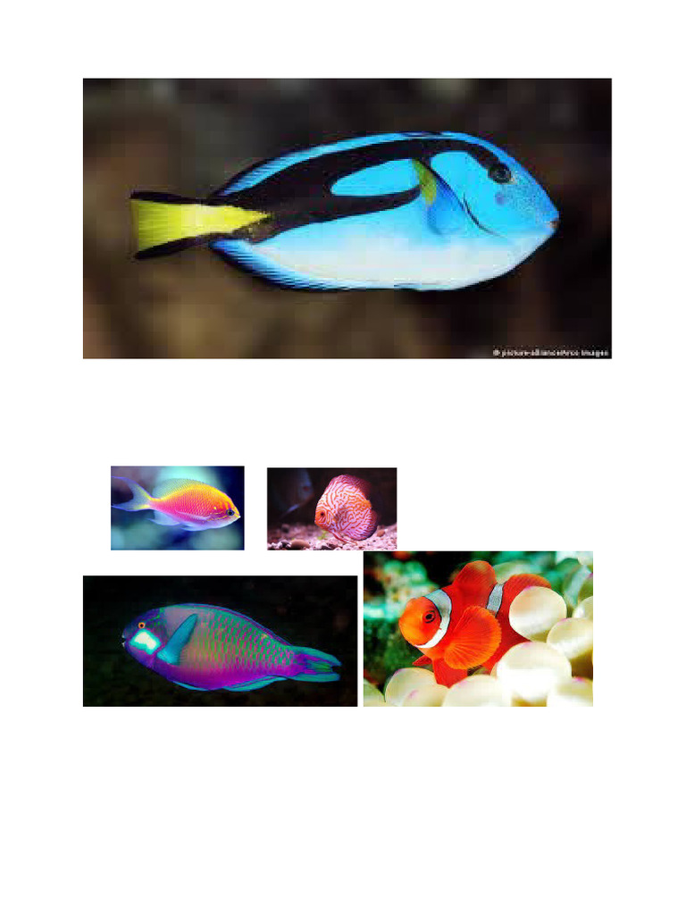 Fish | PDF
