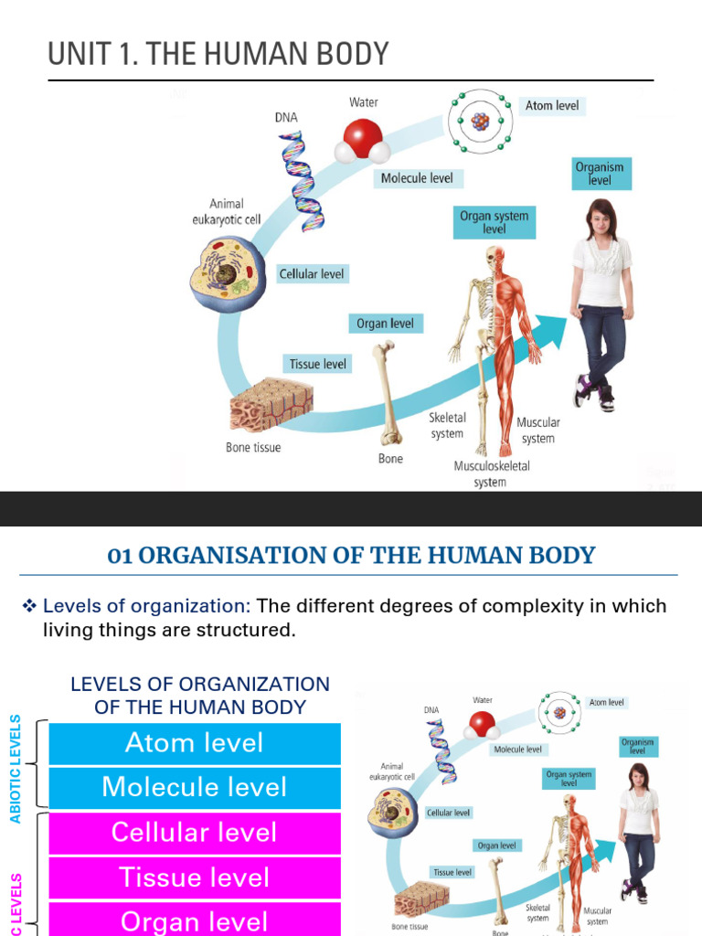 Unit 1 - Human Beings (Students) 3 | PDF | Cell (Biology) | Connective ...