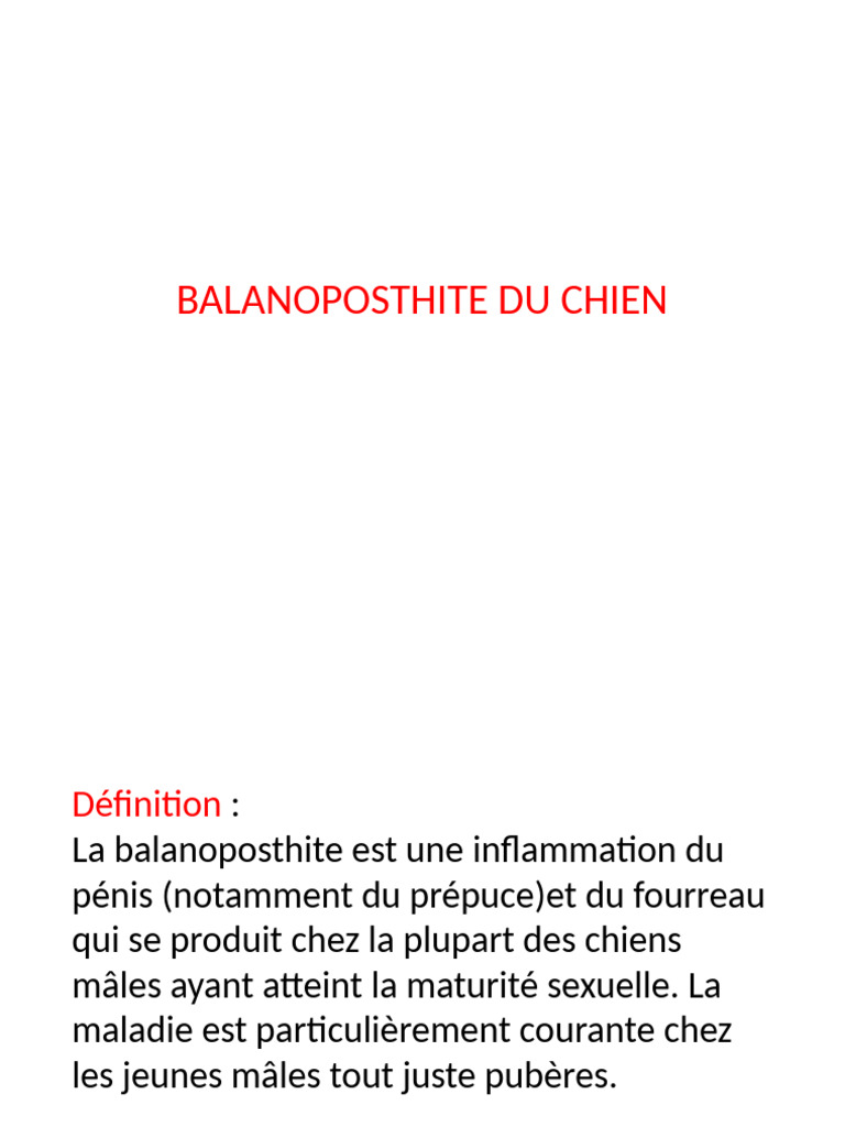 Balanoposthite chez le chien : causes et soins | PDF | Bactérie | Infection