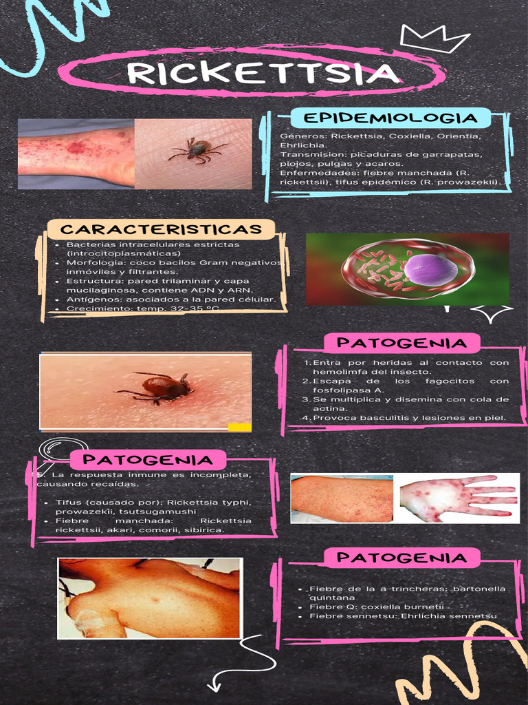 Enfermedades Rickettsiales y Diagnóstico | PDF | Microbiología ...