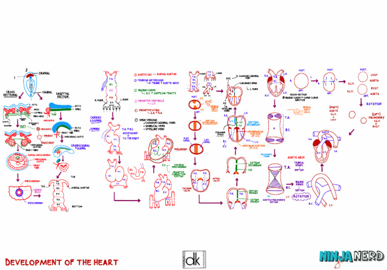 Development of The Heart (1) Atf | PDF