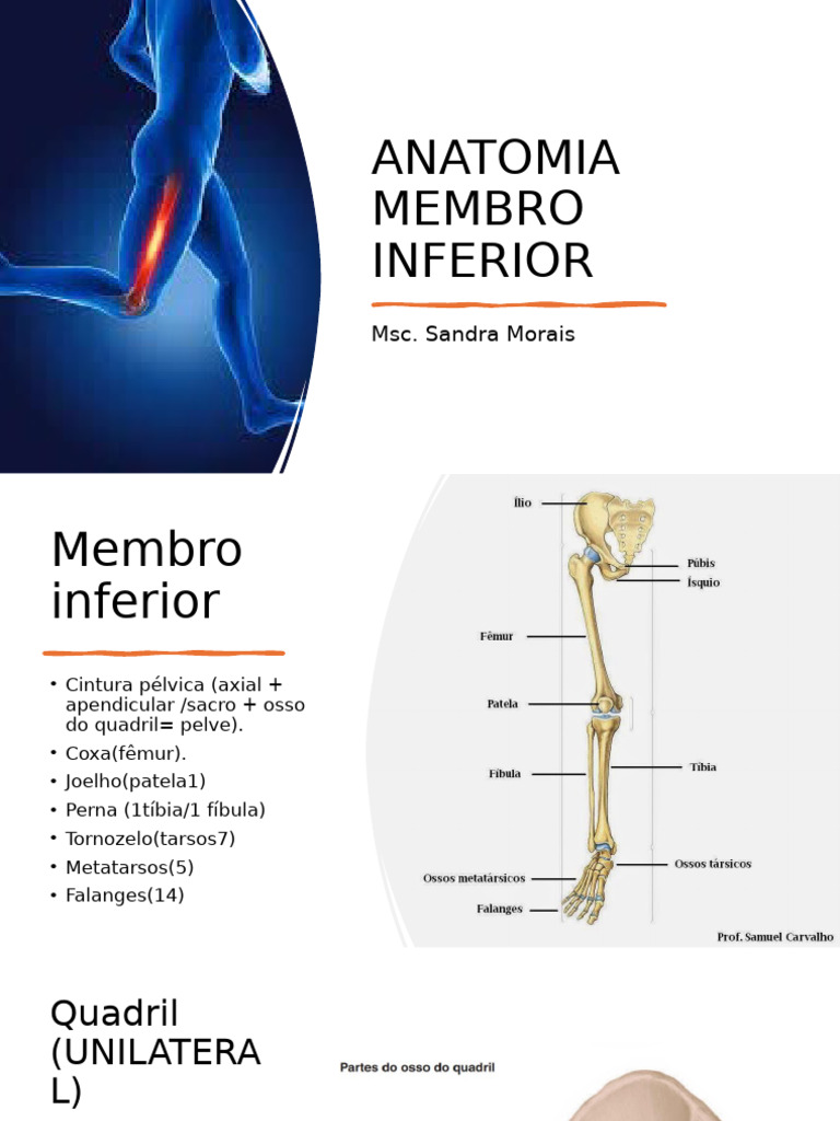 Anatomia do Membro Inferior | PDF