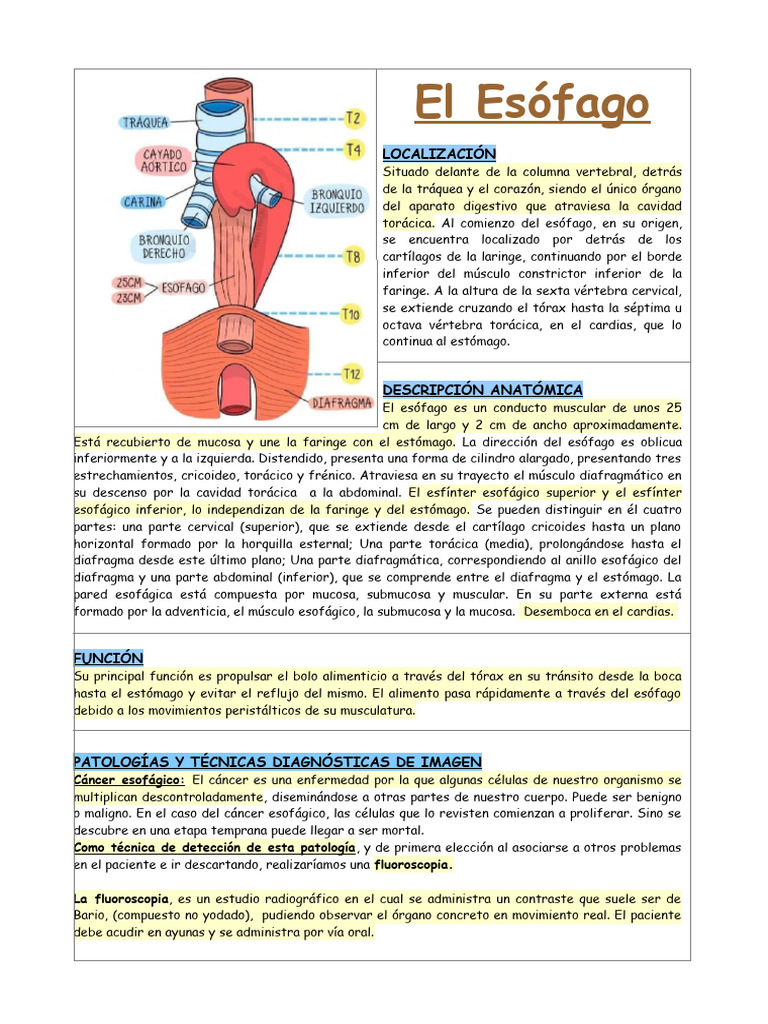 Esofago | PDF | Esófago | Estómago