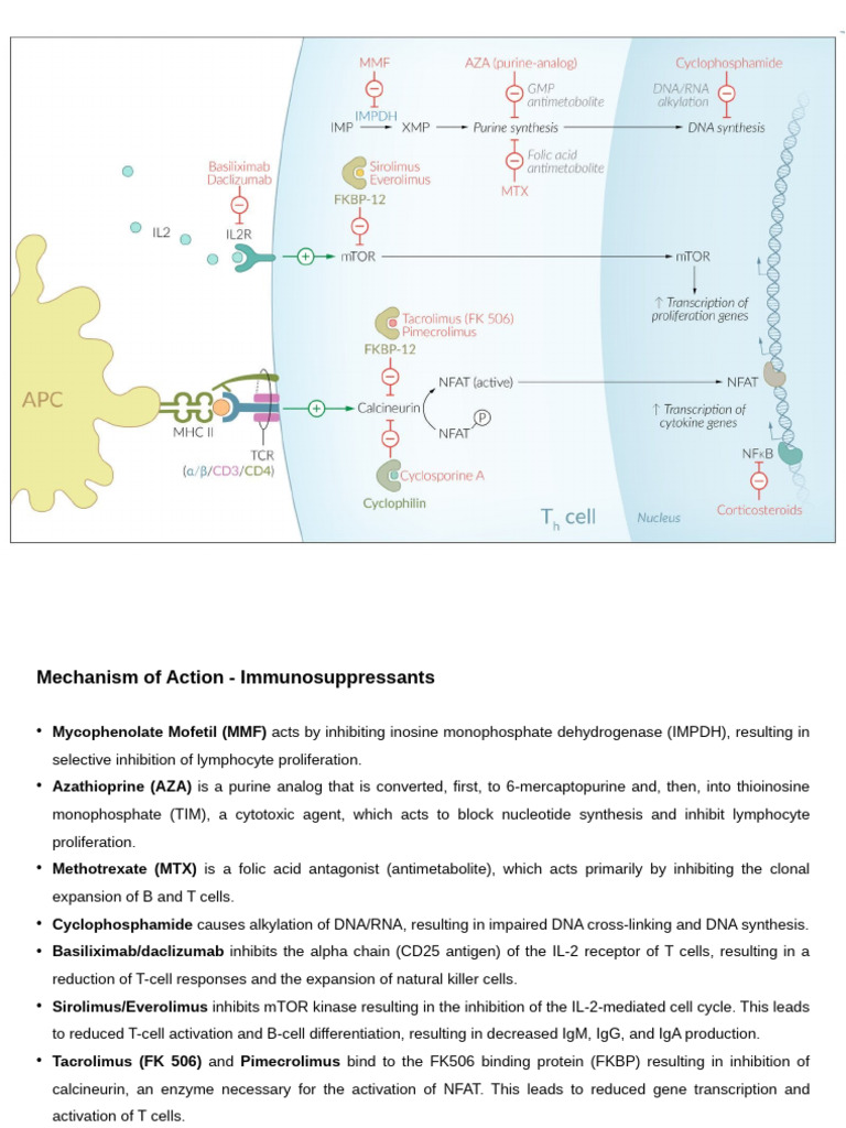 Immunosuppressants: Mechanism of Action | PDF