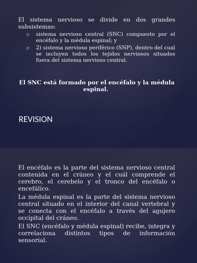 Estructura del Sistema Nervioso Central | PDF | Sinapsis | Neurona
