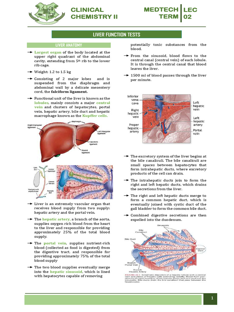 Liver Anatomy and Function Overview | PDF | Liver | Medical Specialties